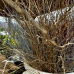 Vianočné brezové kytičky (Betula alba) - výška 80-120 cm – BIELE